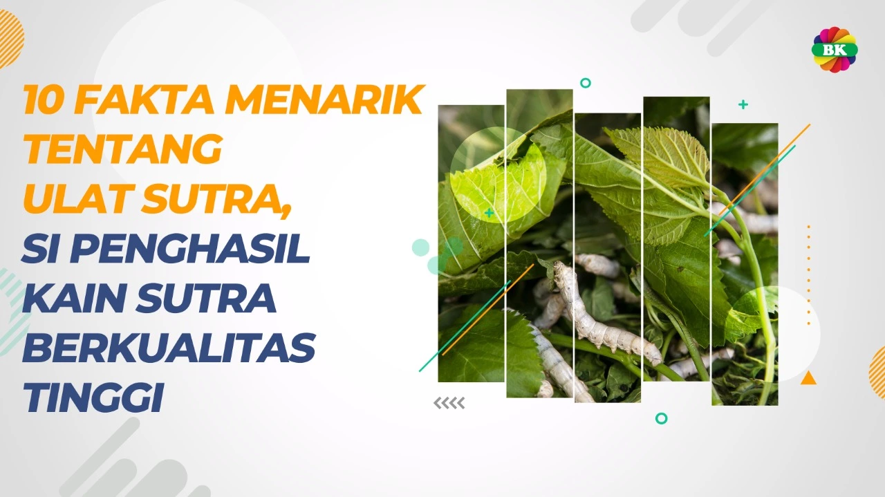 10 FAKTA MENARIK TENTANG ULAT SUTRA, SI PENGHASIL KAIN SUTRA BERKUALITAS TINGGI