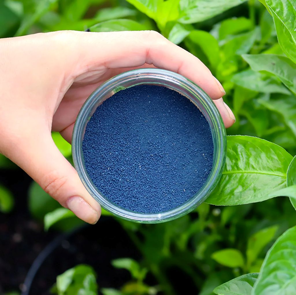 Indigo: Warna yang Pernah Setara dengan Emas — Dari Jalur Sutra hingga Denim Modern