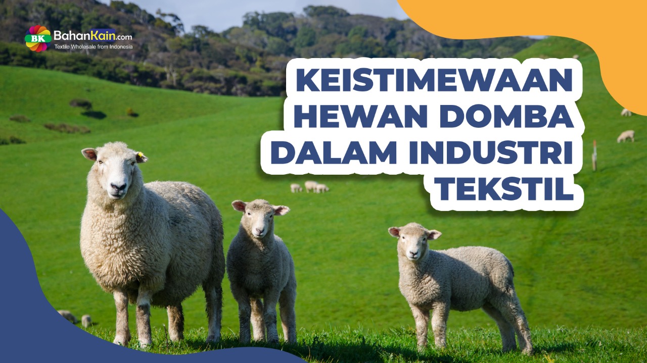 KEISTIMEWAAN HEWAN DOMBA DALAM INDUSTRI TEKSTIL