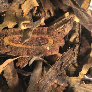 Pewarna Alami Mangrove / Bakau